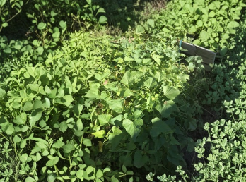 Okinawa Purple Sweet Potato Slips - 15 Unrooted Cuttings for Purple Flesh Plants