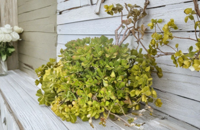 Jade Plant Cuttings Crassula Ovata 2 Unrooted 4–6 inches