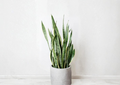 Snake Plant Clippings Sansevieria Trifasciata - 2 Unrooted Leaf Cuttings for Propagation