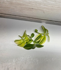 Variegated Fuzzy Sillamontana Cuttings (3–4 in) - Unrooted Tradescantia sillamontana ‘Variegata’
