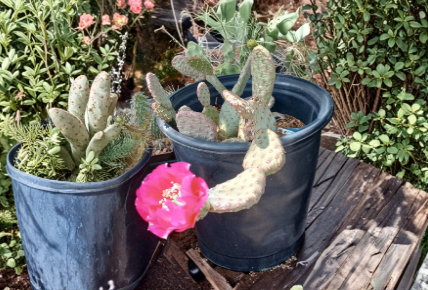 Opuntia Walk In Beauty Garnet Glow Unrooted Single Pad Cactus Cutting