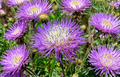 Basketflower Seeds Centaurea americana - 100 Heirloom Seeds for Garden, Border & Cut Flowers