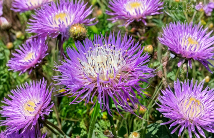Basketflower Seeds Centaurea americana - 100 Heirloom Seeds for Garden, Border & Cut Flowers