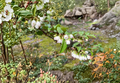 Evergreen Huckleberry Cuttings (Vaccinium ovatum) – 6 Live Unrooted Cuttings for Edible Landscape