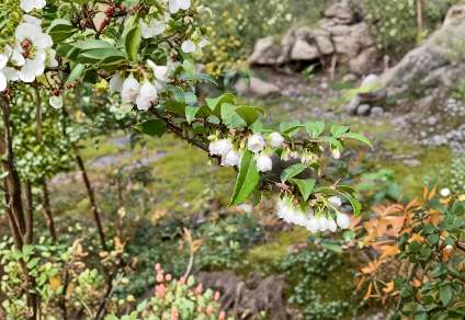 Evergreen Huckleberry Cuttings (Vaccinium ovatum) – 6 Live Unrooted Cuttings for Edible Landscape