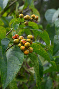 Celastrus scandens American Bittersweet Seeds (30) — Native Climbing Vine, Orange Berries