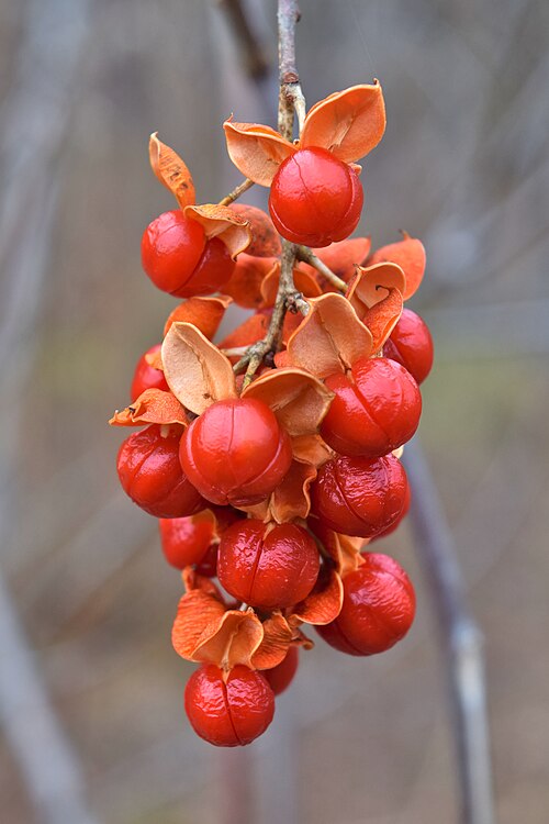 American Bittersweet Celastrus scandens Seeds – 30 Non-GMO Native Climbing Vine