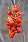 American Bittersweet Celastrus scandens Seeds – 30 Non-GMO Native Climbing Vine