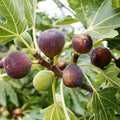 Blue Celeste Fig Tree Cuttings (Unrooted) - Ficus carica Scion Wood for Propagation
