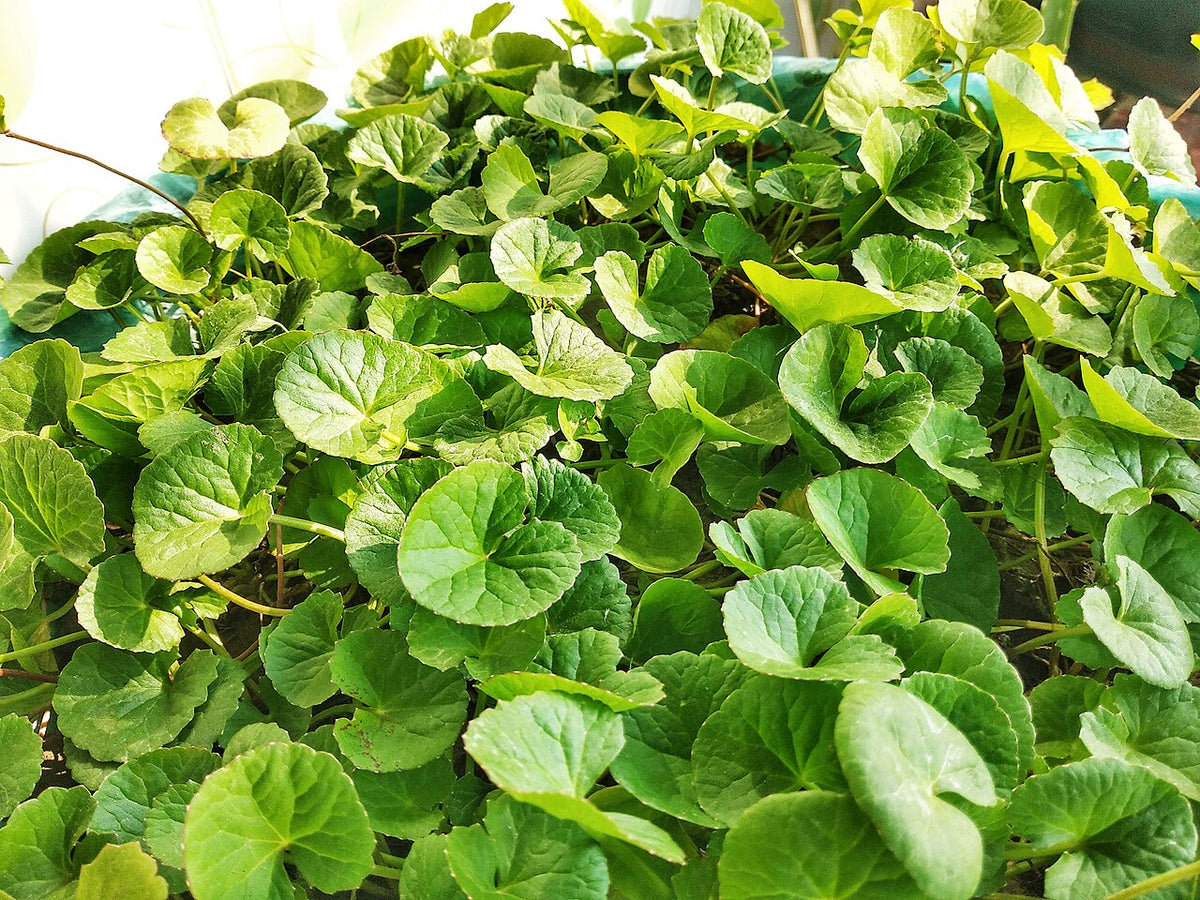 15 Bare Root Indian Pennywort Plants Centella Asiatica Gotu Kola Rau Má