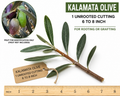 Kalamata Olive Unrooted Cutting – 6 to 8 in, Olea europaea