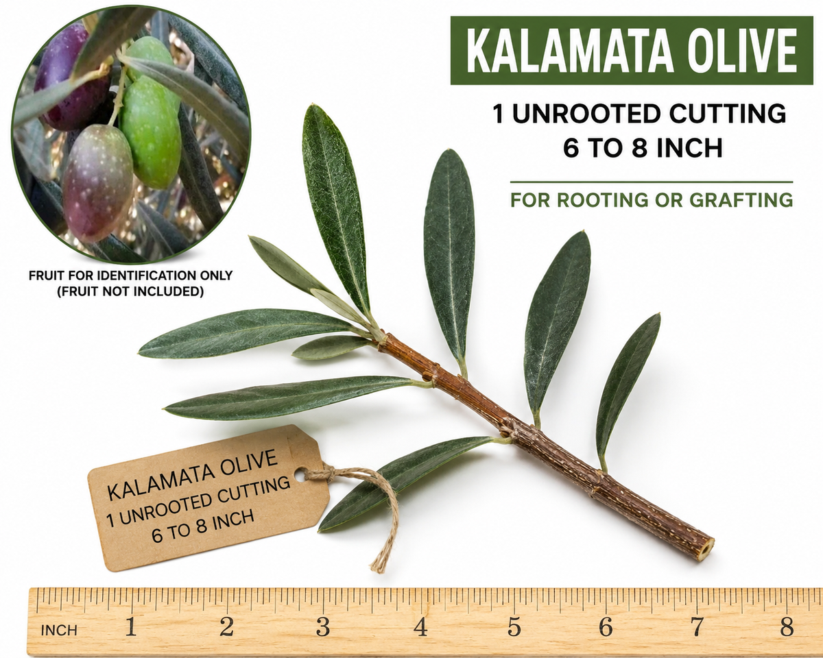 Kalamata Olive Unrooted Cutting – 6 to 8 in, Olea europaea