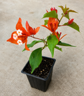 Flame Bougainvillea Live Plant 2.5in Pot – Bougainvillea 'Flame' (5–7 in tall)