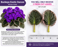 Buckeye Exotic Dancer African Violet - 2 Fresh Cut Leaves (Saintpaulia Hybrid)