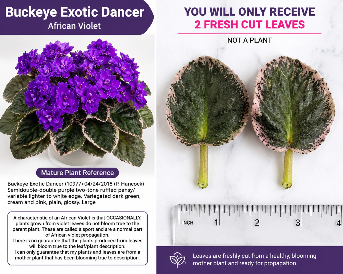 Buckeye Exotic Dancer African Violet - 2 Fresh Cut Leaves (Saintpaulia Hybrid)