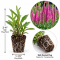 Veronica Speedwell Live Plug Plant – Pink Flowering Perennial (Well-Rooted Starter)