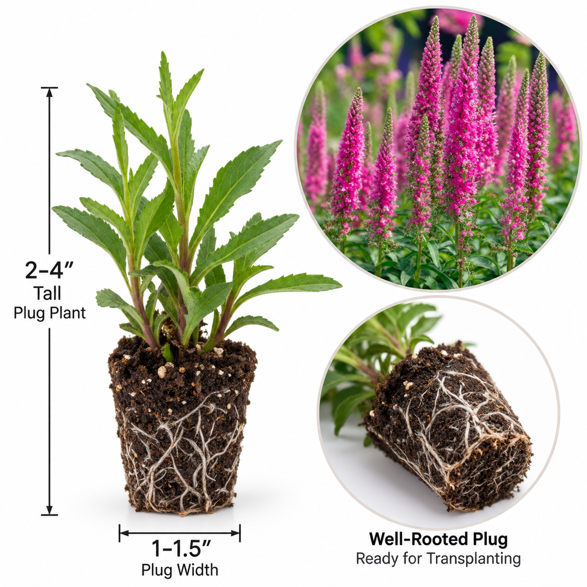 Veronica Speedwell Live Plug Plant – Pink Flowering Perennial (Well-Rooted Starter)