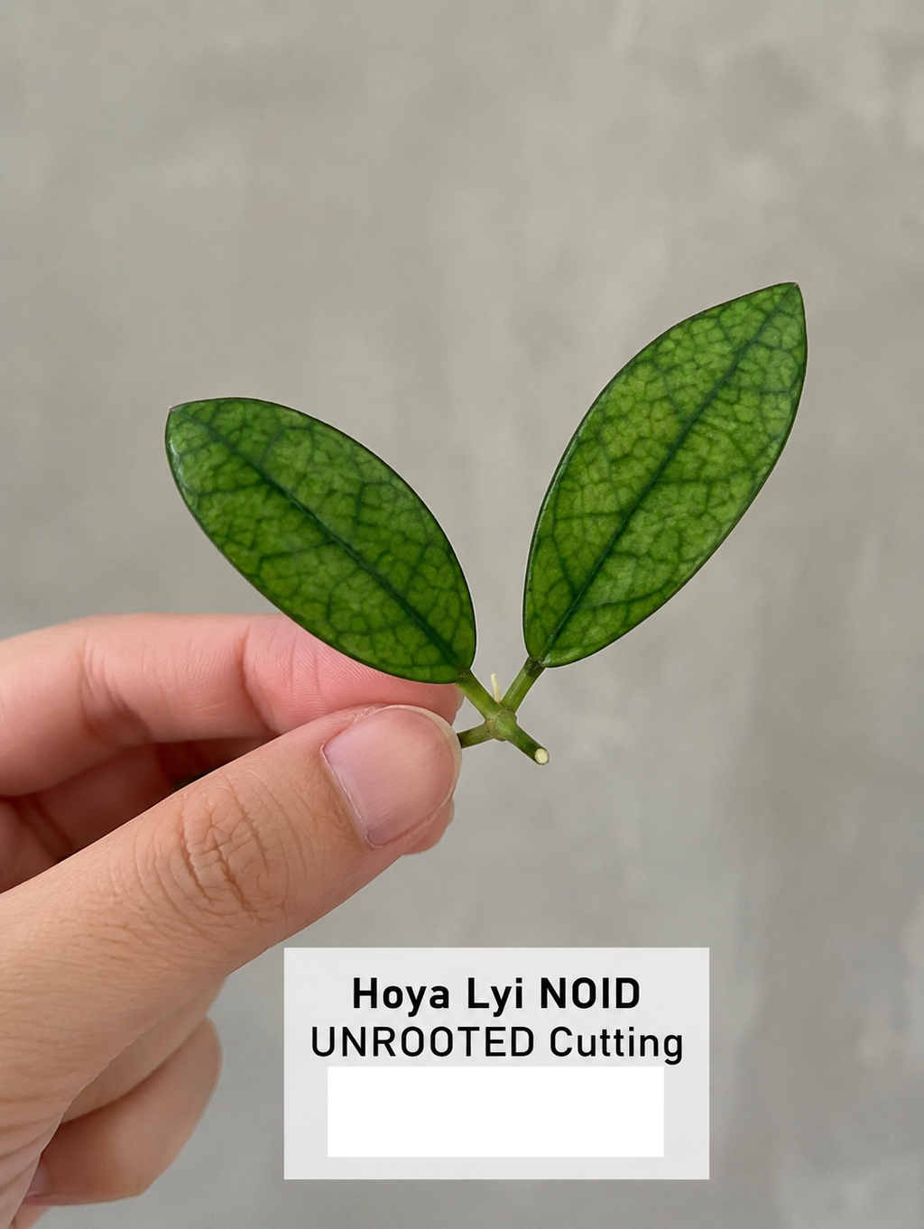 Hoya Lyi Noid Cutting - Hoya spp. Rare Houseplant Cutting