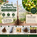 Green Hawthorn Tree - Grafted Hawthorn Sapling, Bare Root Fruit Tree