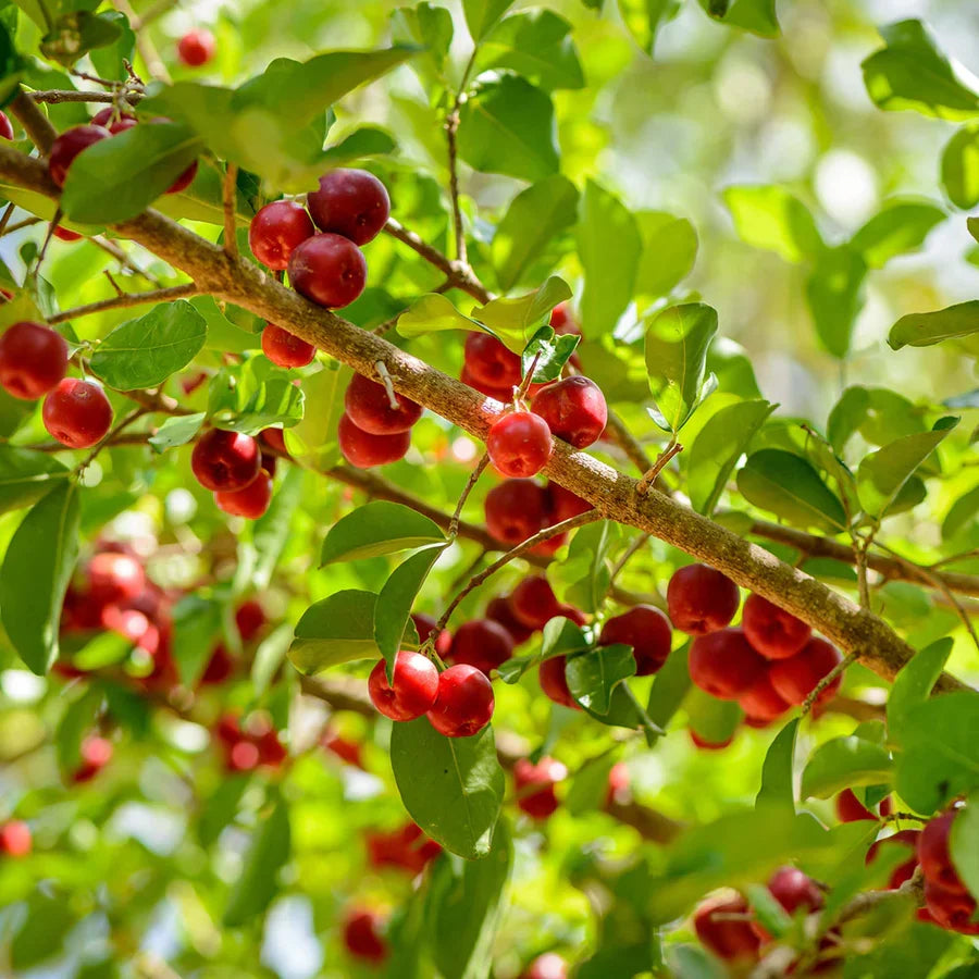 Barbados Cherry Tree (Acerola) Live Plant - Organic, Pesticide-Free | Tropical Fruit