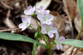Claytonia virginica Seeds (75) Spring Beauty - Native Woodland Wildflower