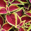 Coleus Defiance Live Bareroot Starter Plant - Red Foliage, Shade-Loving, Easy Indoor/Outdoor