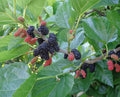 Contorted Mulberry Cuttings - 3 Unrooted Twisted Corkscrew Mulberry Cuttings for Rooting & Propagation