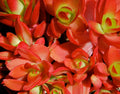 Crassula capitella ‘Campfire’ Bare Root – Rare Succulent 2–3 in, Red-Green Foliage