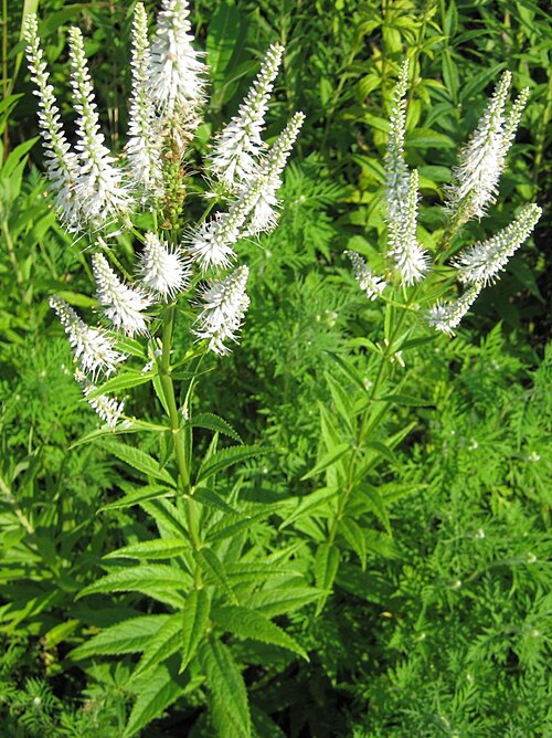 Veronicastrum virginicum (Culver’s Root) Seeds – 2500 Non-GMO Seeds for Native Gardens & Pollinator Habitats