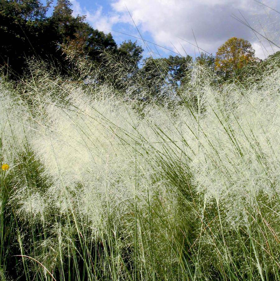 White Cloud Muhly Grass – Muhlenbergia capillaris, 6" Pot Mature Plant