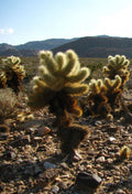Teddy Bear Cholla Cactus Cuttings (5 Unrooted Segments) Cylindropuntia fulgida