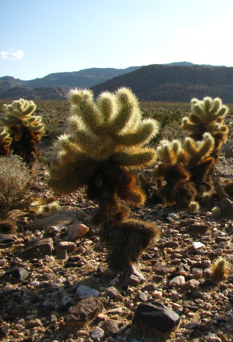 Teddy Bear Cholla Cactus Cuttings (5 Unrooted Segments) Cylindropuntia fulgida