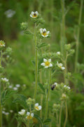 Drymocallis arguta Seeds (500) Tall Cinquefoil - Native Perennial Wildflower, Yellow Blooms