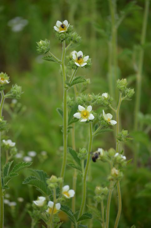 Drymocallis arguta Seeds (500) Tall Cinquefoil - Native Perennial Wildflower, Yellow Blooms