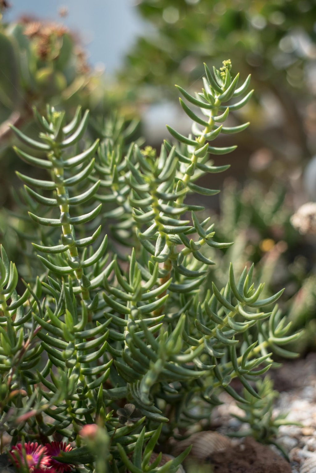 Crassula Tetragona Mini Pine Tree Cuttings - 7 Live Unrooted Cuttings 5-8"