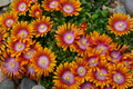 Delosperma 'Fire Spinner' - Fire Spinner Bicolor Ice Plant, 4-Inch Pot (Live Plant)