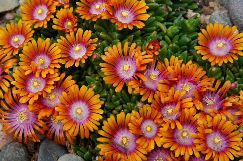 Delosperma 'Fire Spinner' - Fire Spinner Bicolor Ice Plant, 4-Inch Pot (Live Plant)