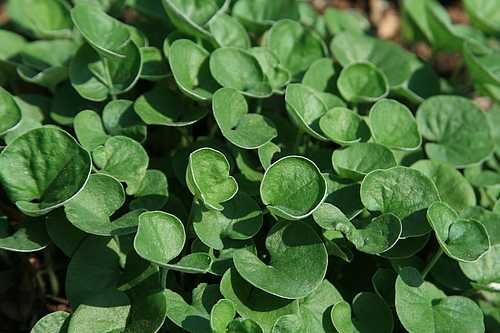 Emerald Falls Dichondra 1 Live Plant in 4-Inch Pot