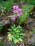 Dodecatheon meadia Seeds - Midland Shooting Star | 100 Seeds, Native Perennial