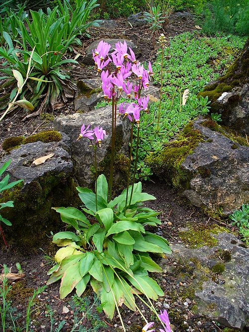 Dodecatheon meadia Seeds - Midland Shooting Star | 100 Seeds, Native Perennial