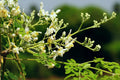 Moringa Oleifera Cuttings (4 Pack) Unrooted Drumstick Tree – Fresh, Chemical-Free