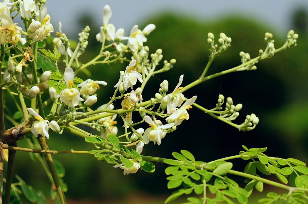 Moringa Oleifera Cuttings (4 Pack) Unrooted Drumstick Tree – Fresh, Chemical-Free