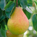 Ayers Sugar Pear Tree (1–2 ft Bareroot) - Self-Pollinating Cold Hardy Pear