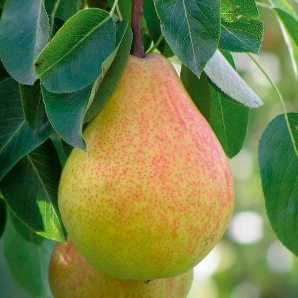 Ayers Sugar Pear Tree (1–2 ft Bareroot) - Self-Pollinating Cold Hardy Pear