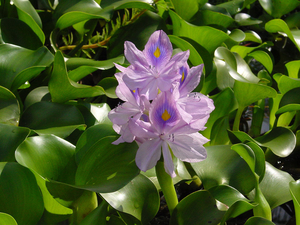 Water Hyacinth & Water Lettuce Pond Plants Bundle - 5 Medium Floating Plants