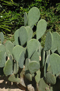 Spineless Prickly Pear Cactus (Opuntia) – Edible Nopales Starter Cutting