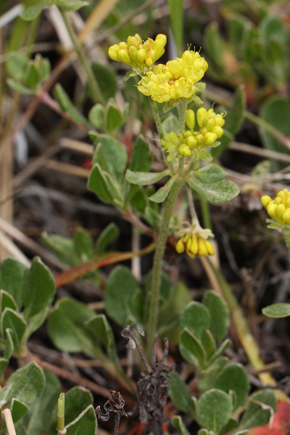 Eriogonum umbellatum Seeds (Sulfurflower Buckwheat) - 100 Non-GMO Perennial Seeds for Native Pollinator Gardens