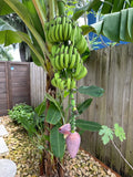 Dwarf Cavendish Banana Plant – Live Rooted Starter Plant (5–8 ft) Edible Bananas