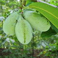 Pawpaw Tree (Asimina triloba) Live Bareroot Sapling 1–2 ft – Rare Native Fruit, Pollinator-Friendly