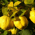 Quince Cuttings (Cydonia oblonga) 6–8 inch Unrooted – For Rooting or Grafting